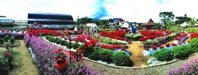 Taman Bunga Begonia Lembang Cari Makan Bandung